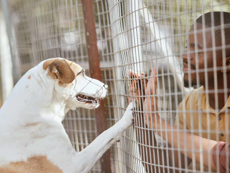 Perro, adopción y refugio de animales con un hombre negro voluntario que trabaja en un centro de rescate para familias de acogida