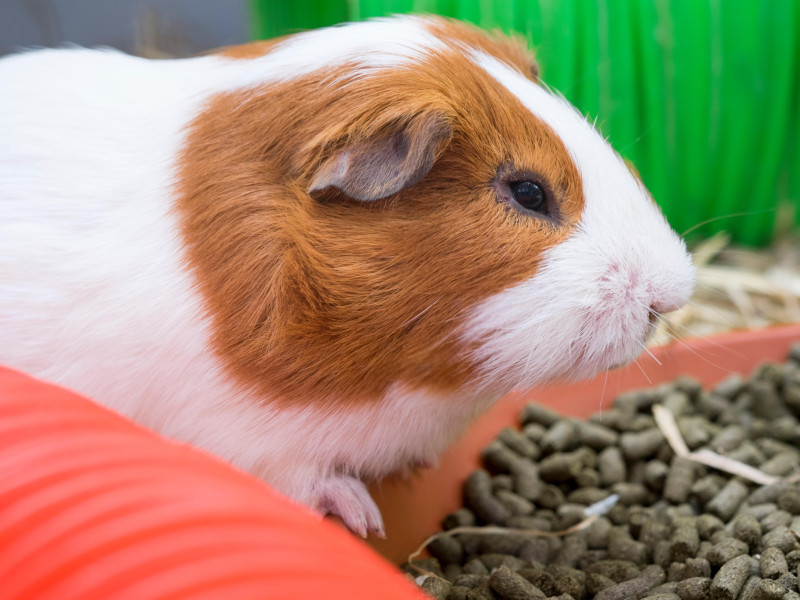 Cobaya en una jaula