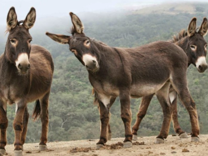 El burro, aliado de los ganaderos