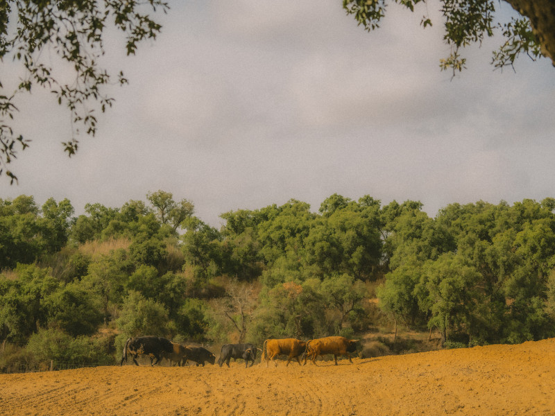 Varios de los toros de la ganadería portuguesa de Infante da Câmara