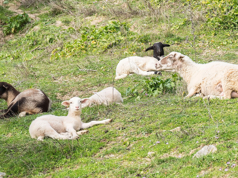 Oveja payoya típica de la Sierra de Grazalema