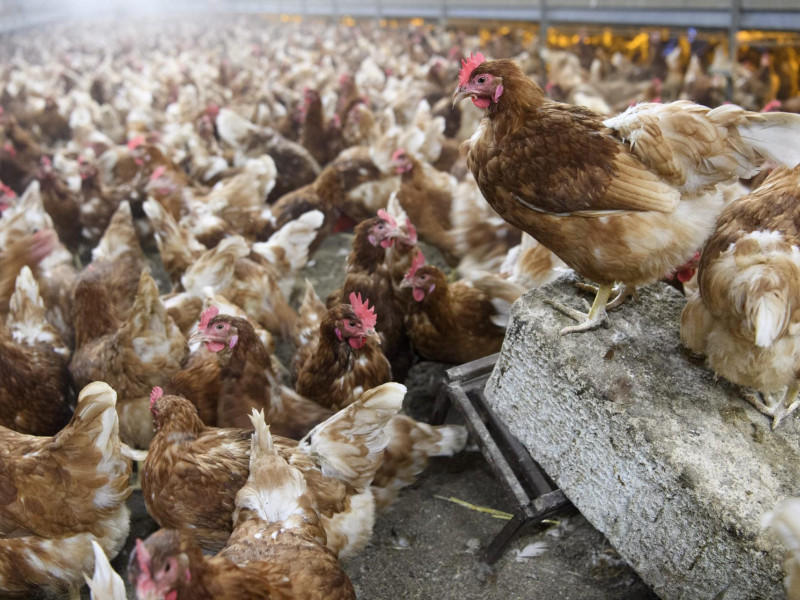 Vista de gallinas en una granja avícola, en una fotografía de archivo. EFE/Laurent Gillieron