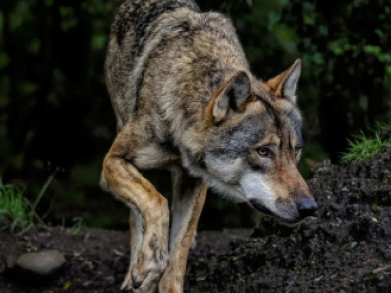 APAG lamenta que la convivencia entre la actividad ganadera y el lobo en la Sierra Norte es una asignatura pendiente