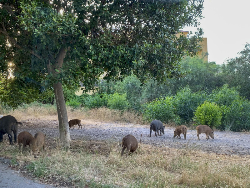 Varios jabalíes en una zona urbana de la localidad malagueña de Mijas