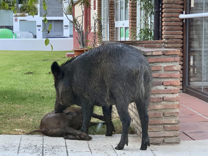 Varios jabalíes en una zona urbana de la localidad malagueña de Mijas