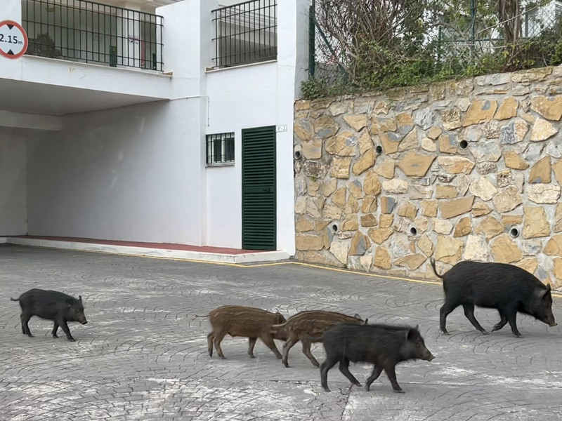 Varios jabalíes en una zona urbana de la localidad malagueña de Mijas