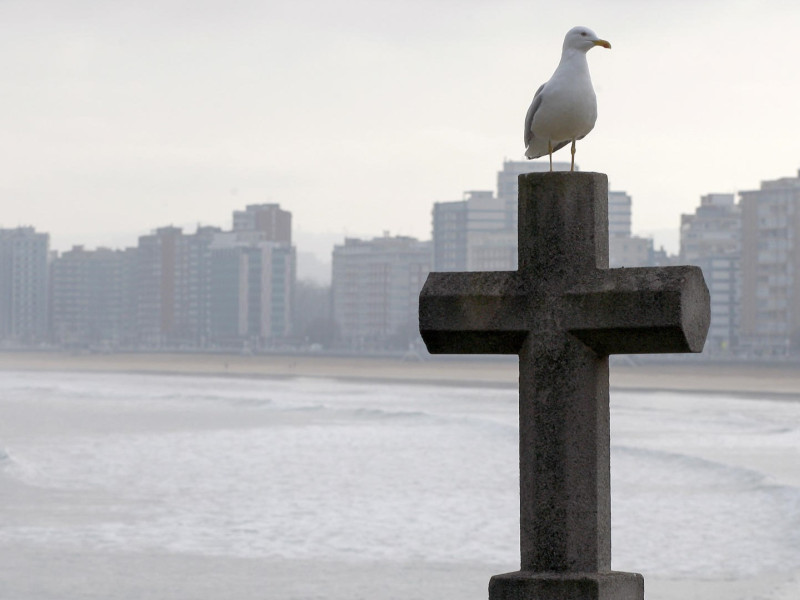 Gaviota en Campo Valdés, en Gijón