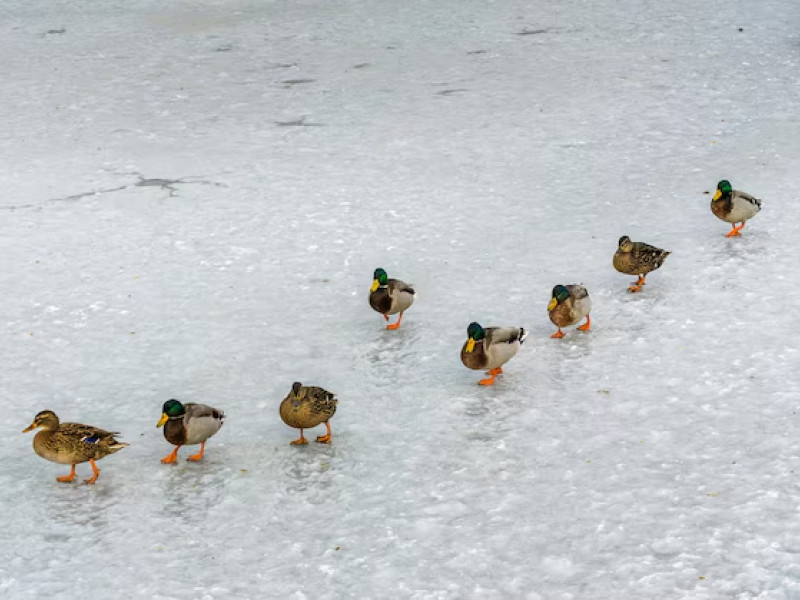 Patos caminando en formación sobre el hielo