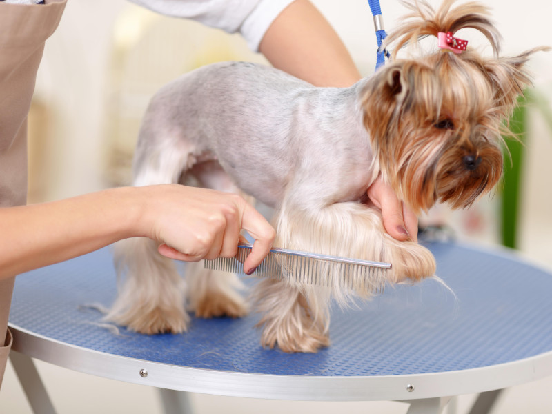 Peluquería canina, archivo