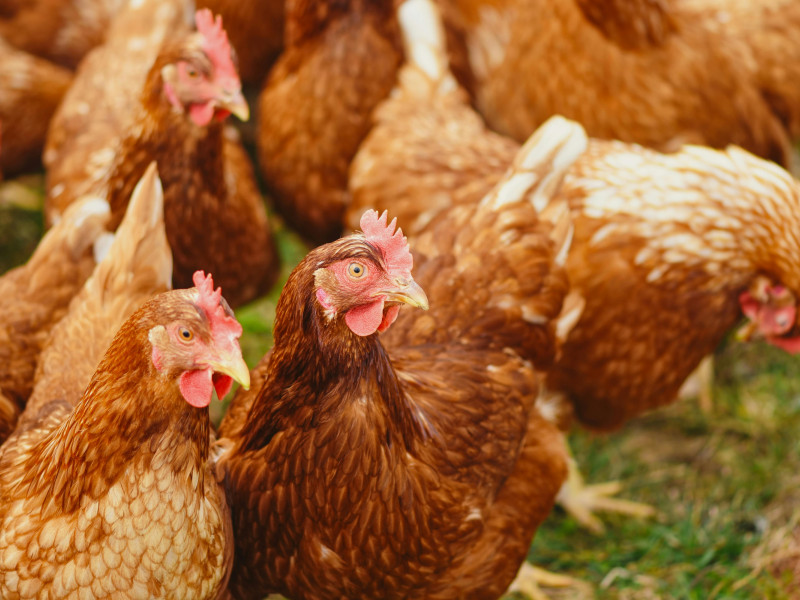 Gallinas de corral