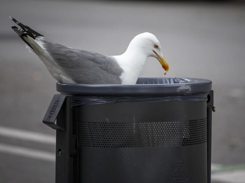 Una gaviota busca comida en una papelera