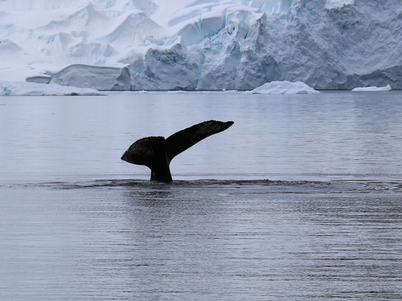 En esta región se suelen avistar ballenas