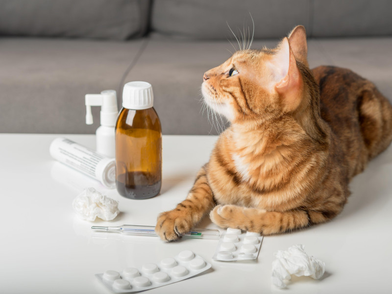 Un gato junto a medicamentos para animales