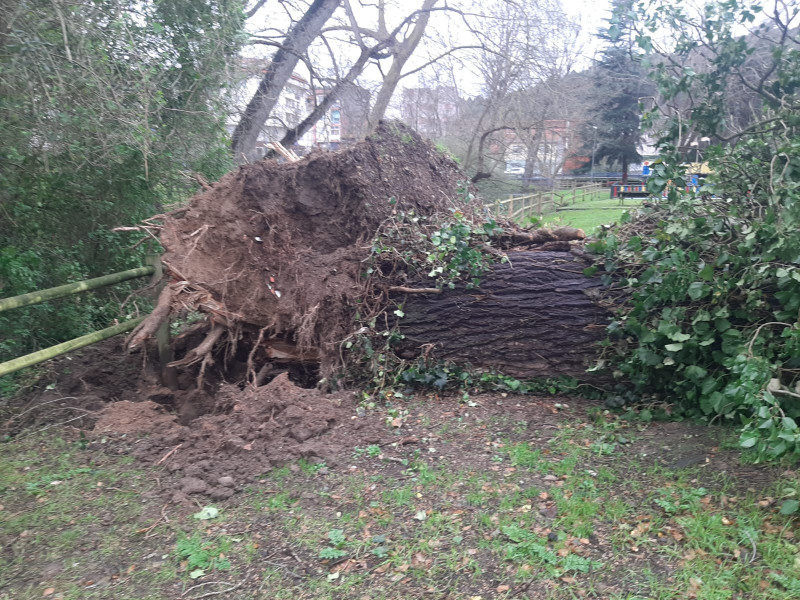 Árbol caído en Vilaboa (Culleredo) por la borrasca Herminia