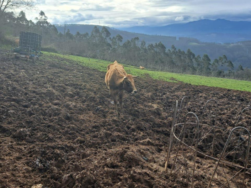 Una de las vacas de la ganadería de JOsé Antonio