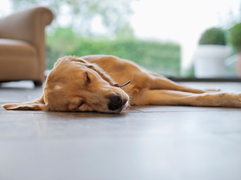 Perro descansando en el suelo