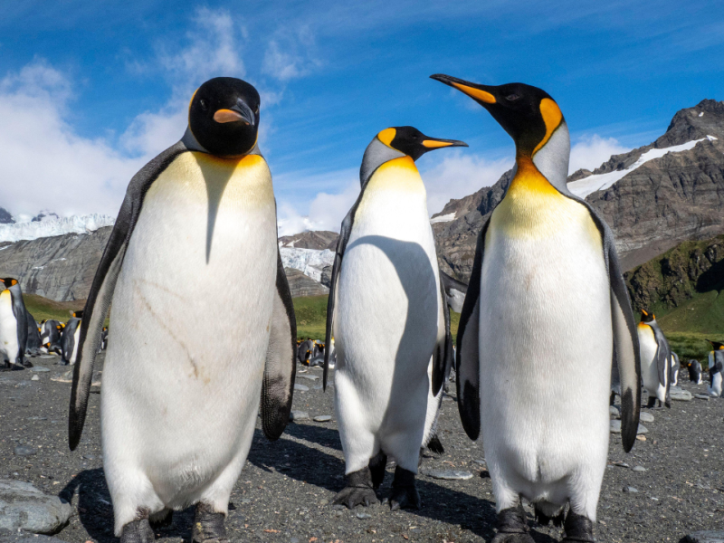 Pingüinos Emperador en Georgia del Sur