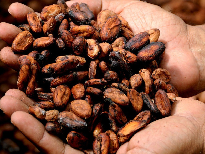 Granos de cacao