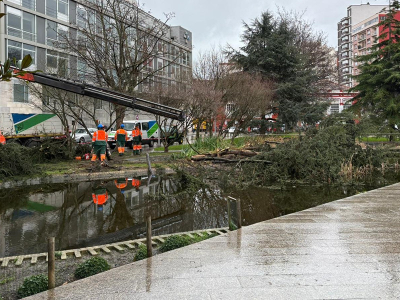 Un árbol caído en la plaza de Europa de Gijón, a causa del temporal Herminia