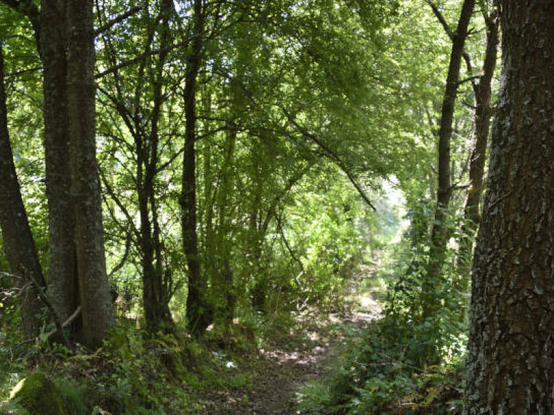 Los bosques de A Bola