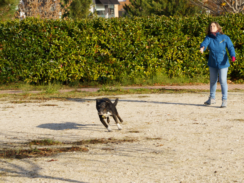 Perro alegre corriendo hacia su dueño en un parque, jugando a buscar la pelota en Madrid