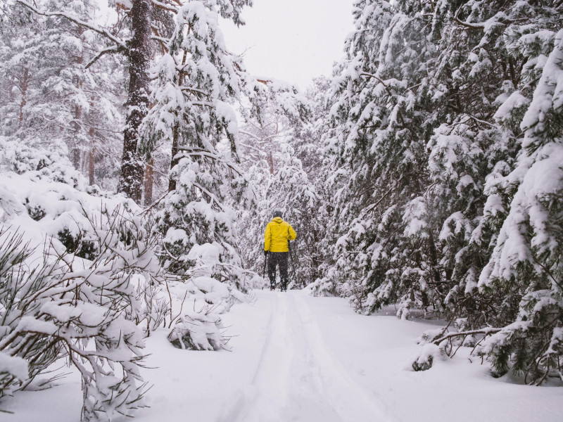 Un joven con una chaqueta de esquí amarilla esquiando entre pinos nevados en la Sierra de Guadarrama, Madrid