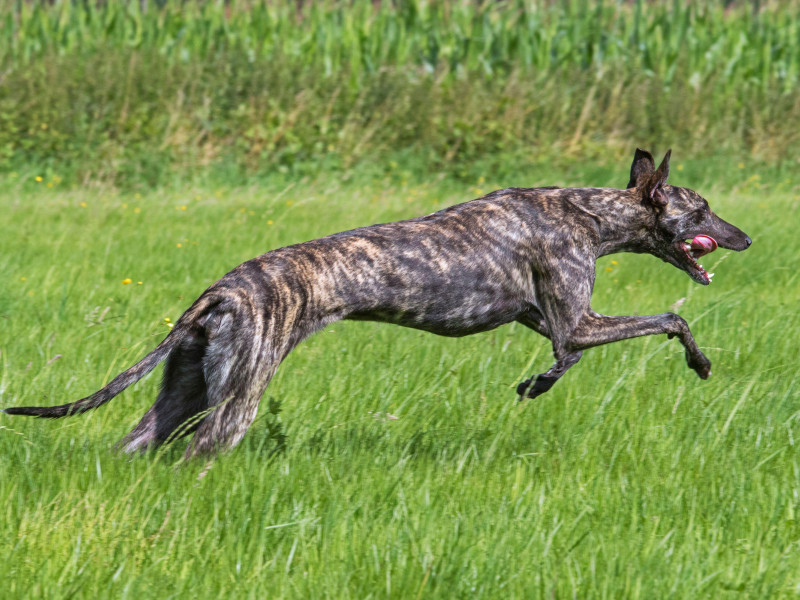 Un galgo