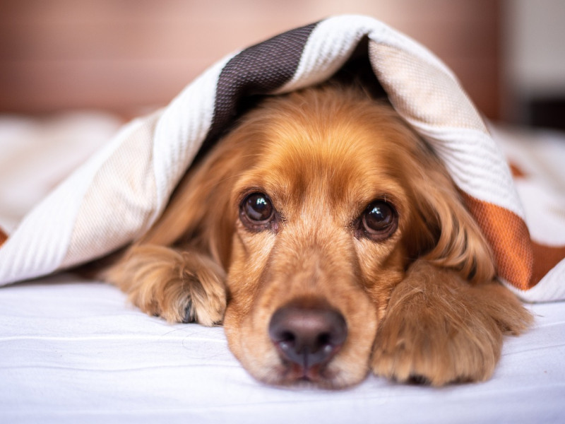 Los que convivimos con un perro lo sabemos bien: no les gusta estar solos