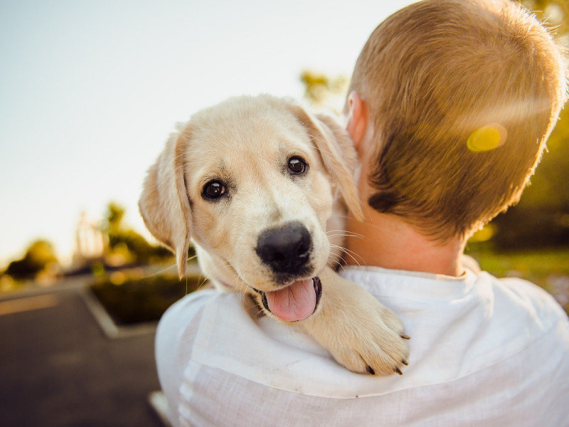 Nuestros perros necesitan estar en contacto constante con su familia humana