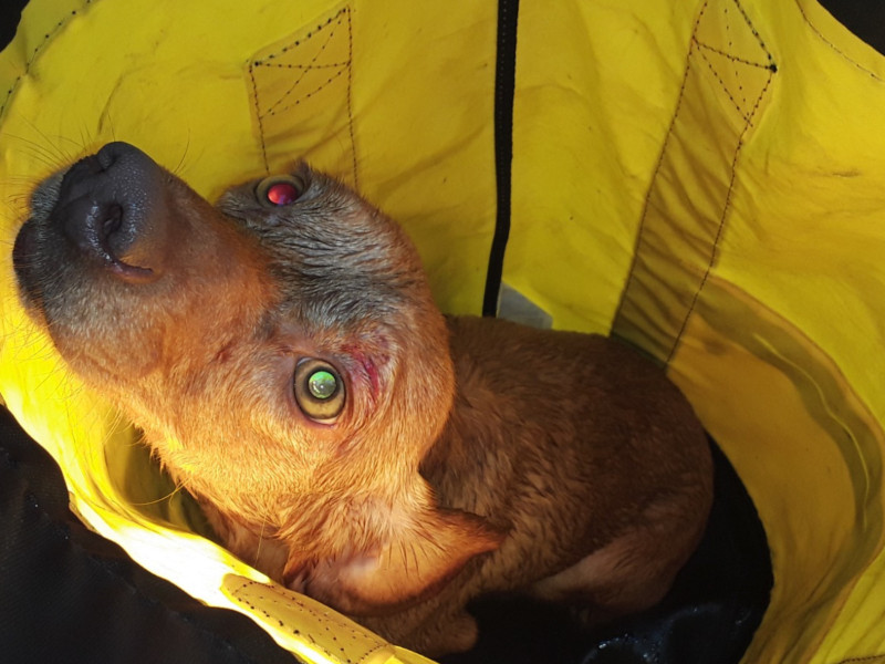 Perro rescatado por los bomberos de Oleiros