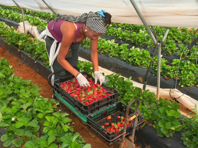 Recogiendo fresas, La Redondela, provincia de Huelva