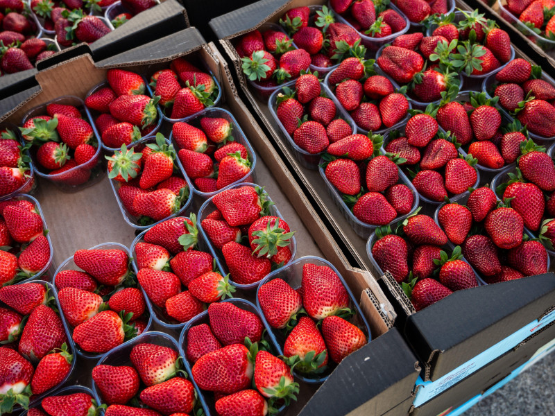 La Unión de Pequeños Agricultores y Ganaderos de Huelva (UPA) regala más de 2.000 tarrinas de fresas de Huelva en el marco de la campaña “Yo como fresas de Huelva porque son sanas, seguras y sostenibles” con el objetivo de poner en valor el producto y fomentar su consumo tras la alerta sanitaria por la detección de hepatitis A en fresas importadas de Marruecos hace unos días