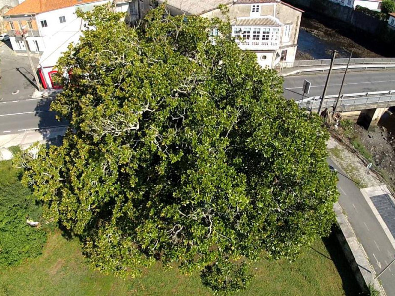 El magnolio de Xuvia (Narón) se encuentra en el paseo marítimo