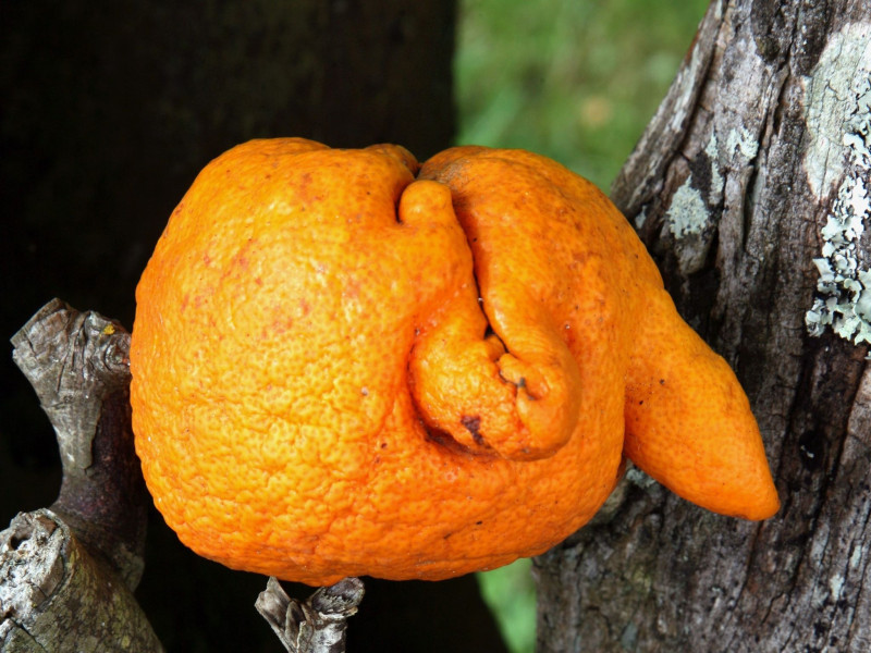 Frutos que da el naranjo ubicado en el Pazo de Brandariz, Ortigueira