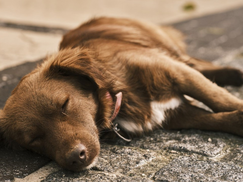 Perro durmiendo