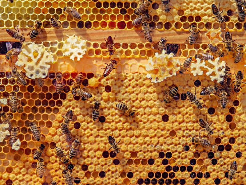 Las abejas son esenciales para el equilibrio del ecosistema