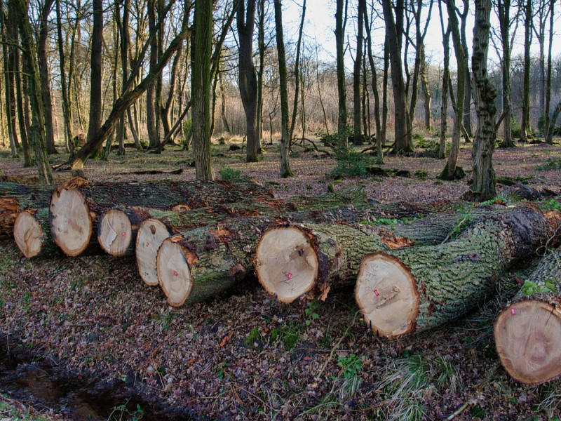 Madera cortada en el monte