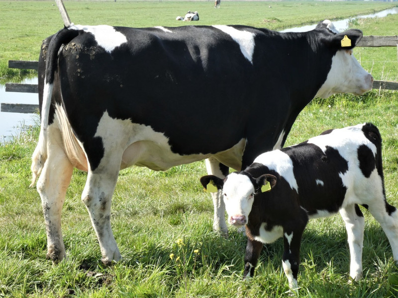 Vacas