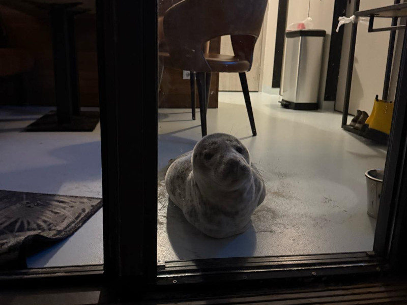 La foca