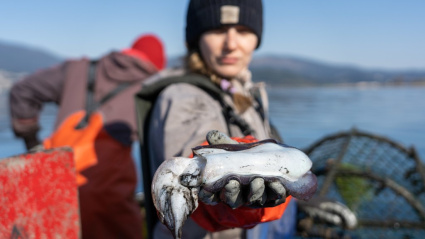 Una pescadora tras capturar un choco en Redondela