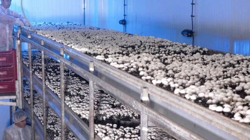 El sector del champiñón en La Rioja avanza hacia la sostenibilidad con el proyecto CHAMPLAST