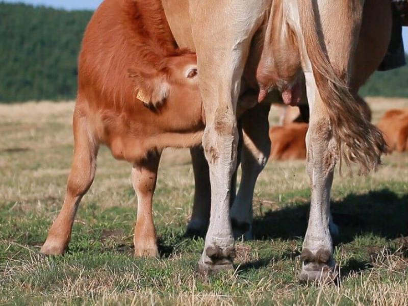 O Sabor dos Ancares ha permitido que los productores de carne cobren más por su trabajo y crear nuevos empleos