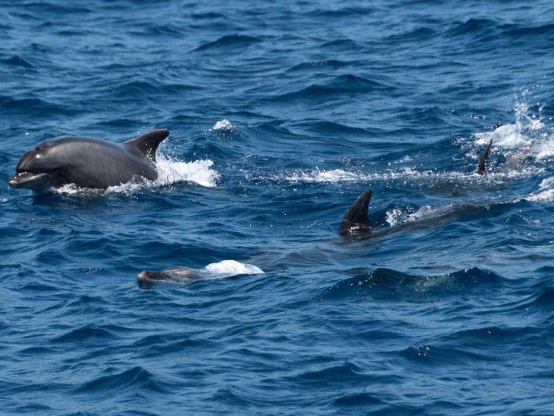 Delfines en libertad en La Palma, Islas Canarias