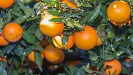 naranjas de Valencia