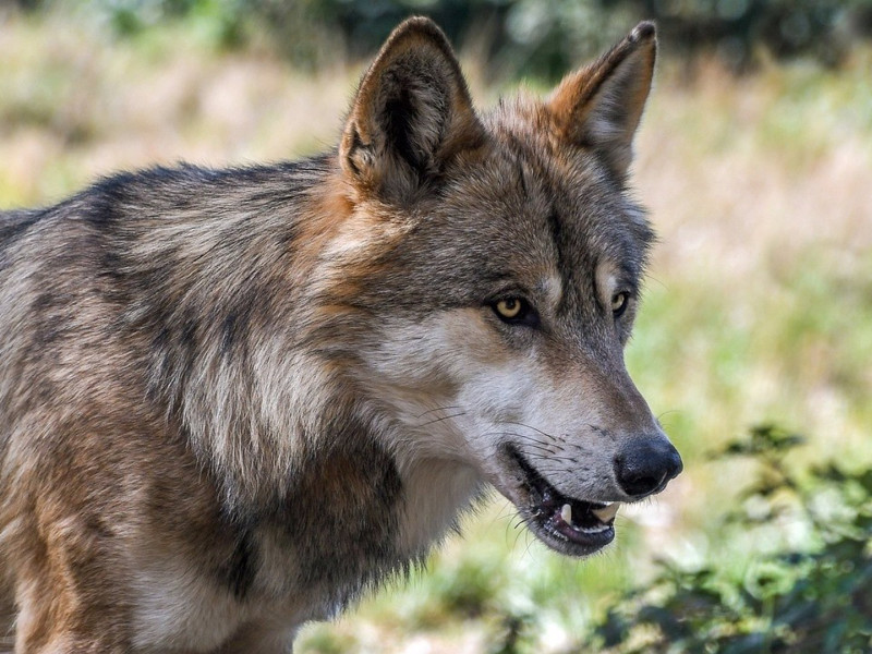 Buscan a cuatro cachorros de lobo que se escaparon de un zoológico de Guillena