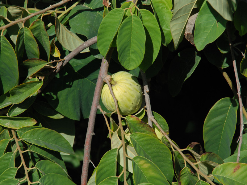 Chirimoya/chirimoya/chirimoya, Frigiliana, Costa del Sol, Provincia de Málaga, Andalucía