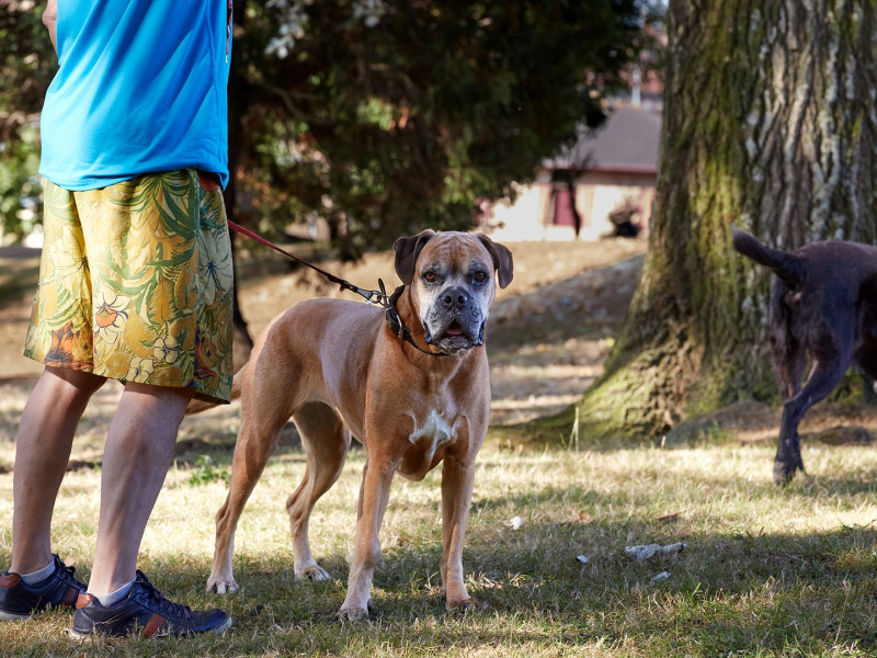 Un perro con su dueño en un parque para perros