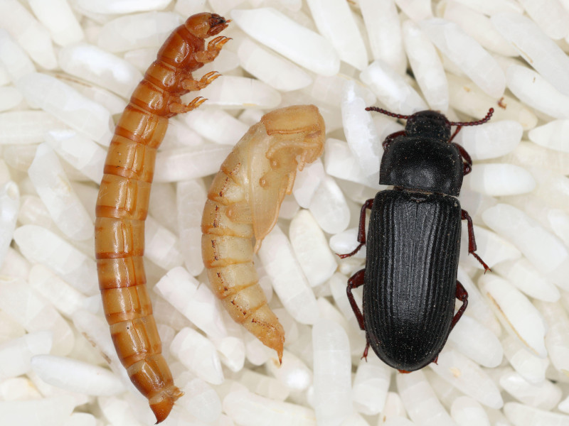 Gusano amarillo de la harina Tenebrio molitor, plaga del almacenamiento. Larva, pupa y escarabajo adulto en grano de arroz