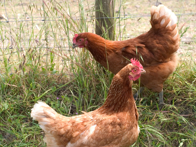 Pollo de corral en libertad sobre hierba