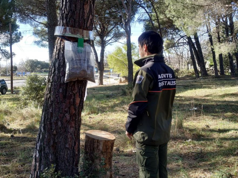 Los Agentes Forestales supervisan los trabajos para evitar la propagación de esta especie